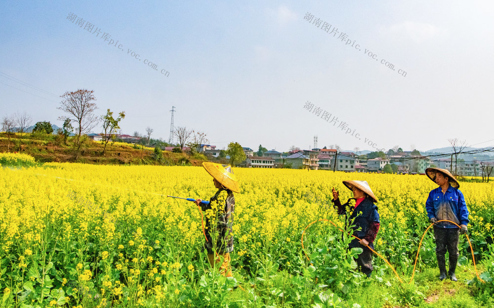 农村  种植   施肥   怀化辰溪