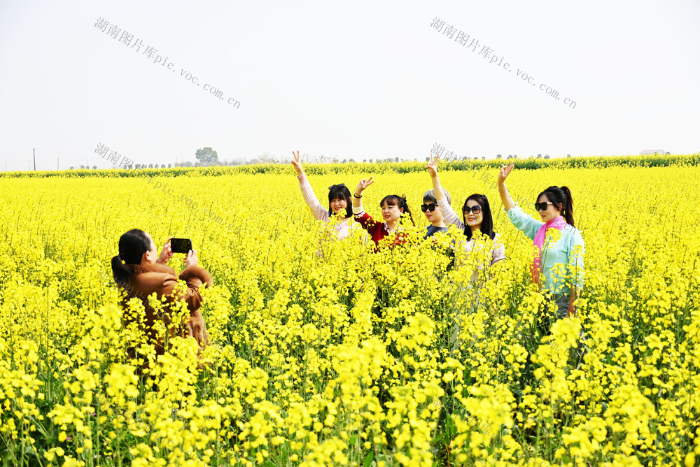 春光  油菜花  游客  打卡观光