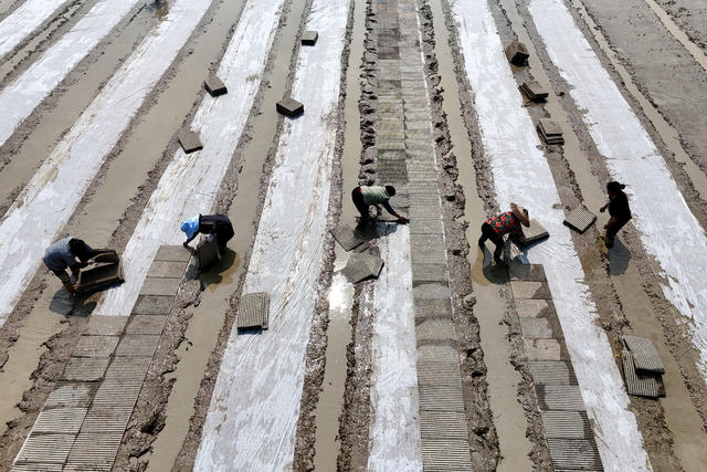 粮食生产  早稻  集中育秧  播种