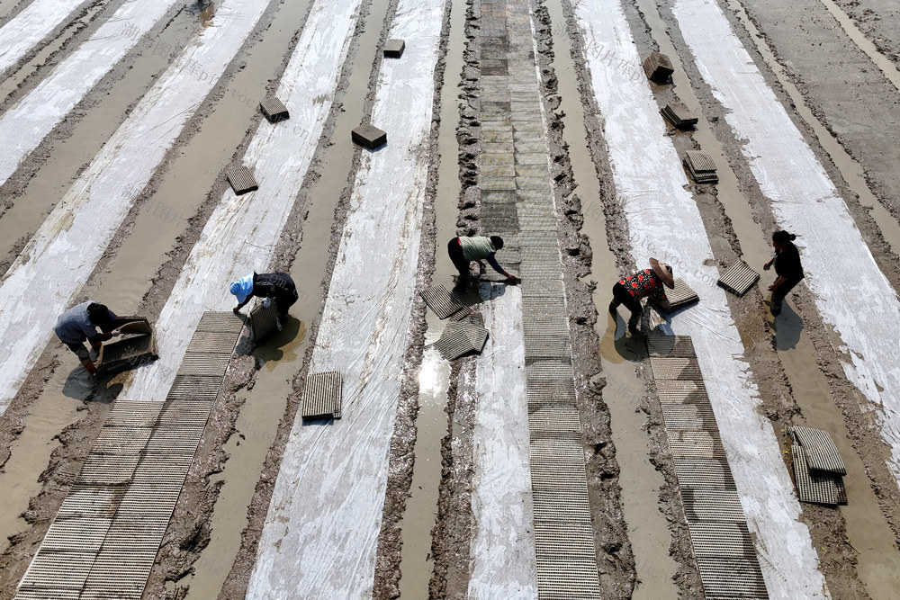 粮食生产  早稻  集中育秧  播种