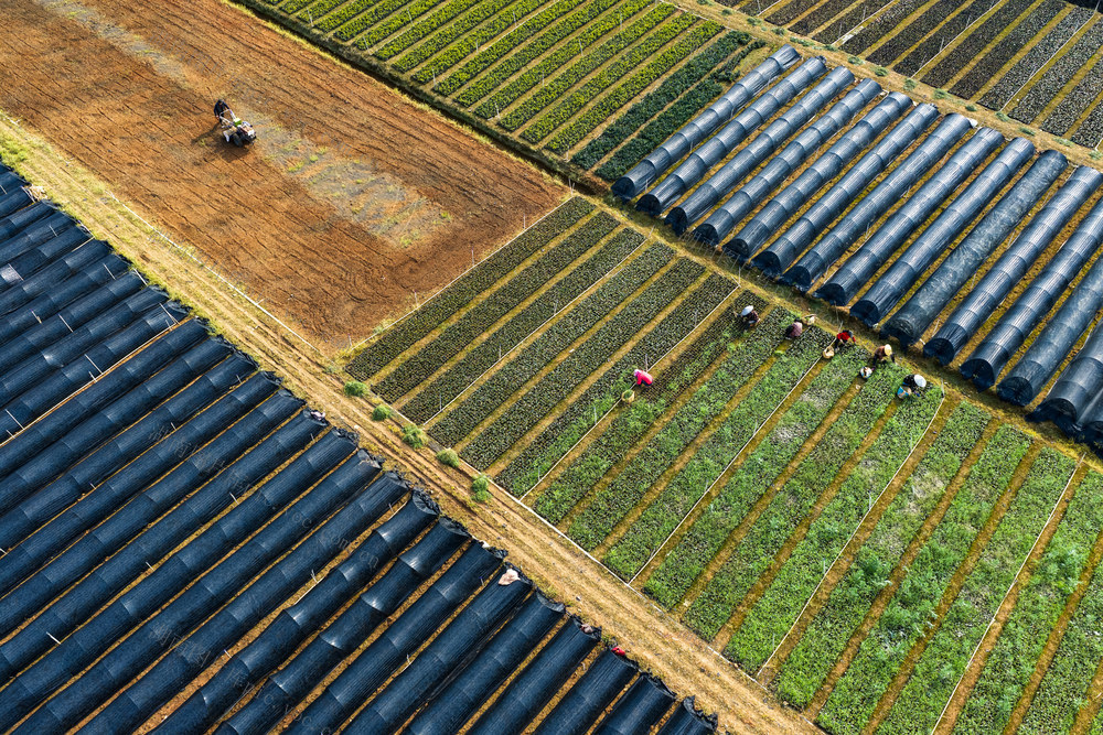 林业 苗木 春管