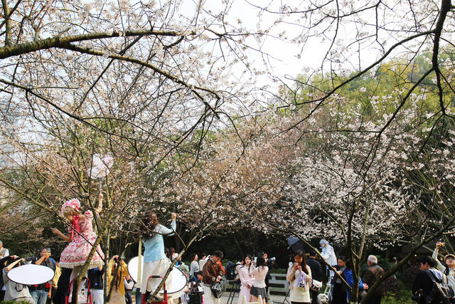 长沙 樱花