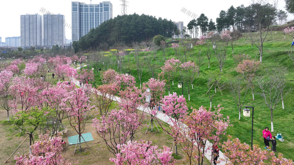 怀化，城市公园，绿化，春景，樱花