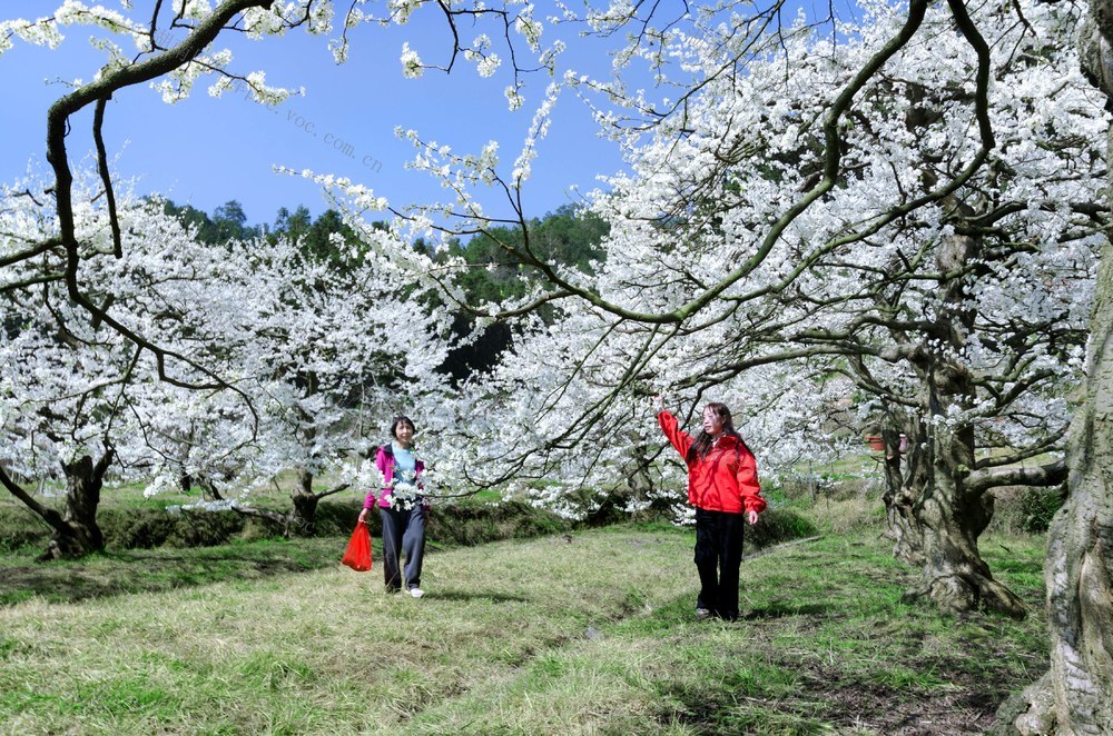 通道 江寨 果园 游人 赏花 游玩
