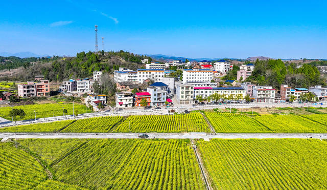 乡村  油菜花  盛开  生态  美景