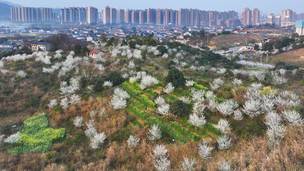 春景，怀化，城乡结合部，李花，美丽乡村