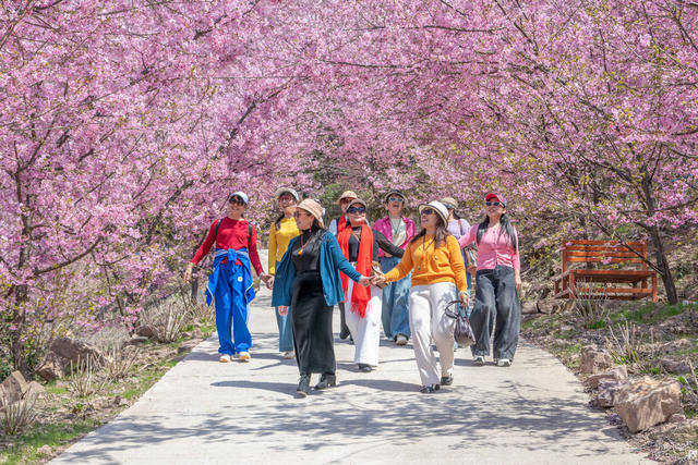 樱花  最美花季  游客  踏春  观赏