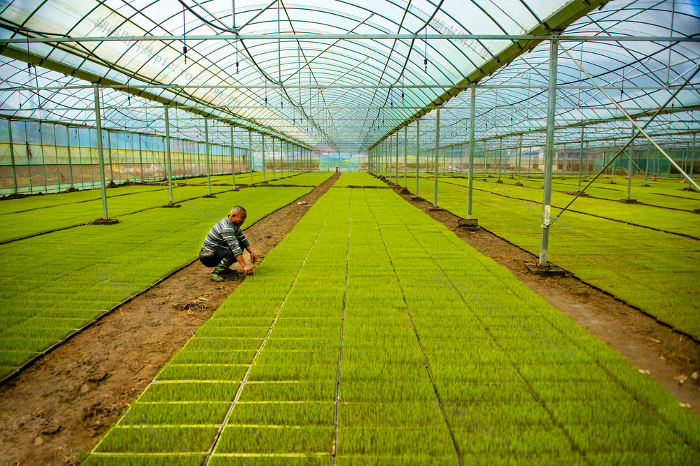大棚育秧     早稻    双季稻