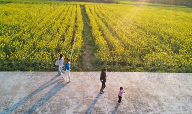 金色花海 春日 踏青 醉 
 乡愁