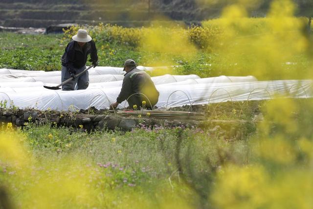 吉首 乾州 街道 村民 农事  田间 春暖花开 春耕  繁忙 景象