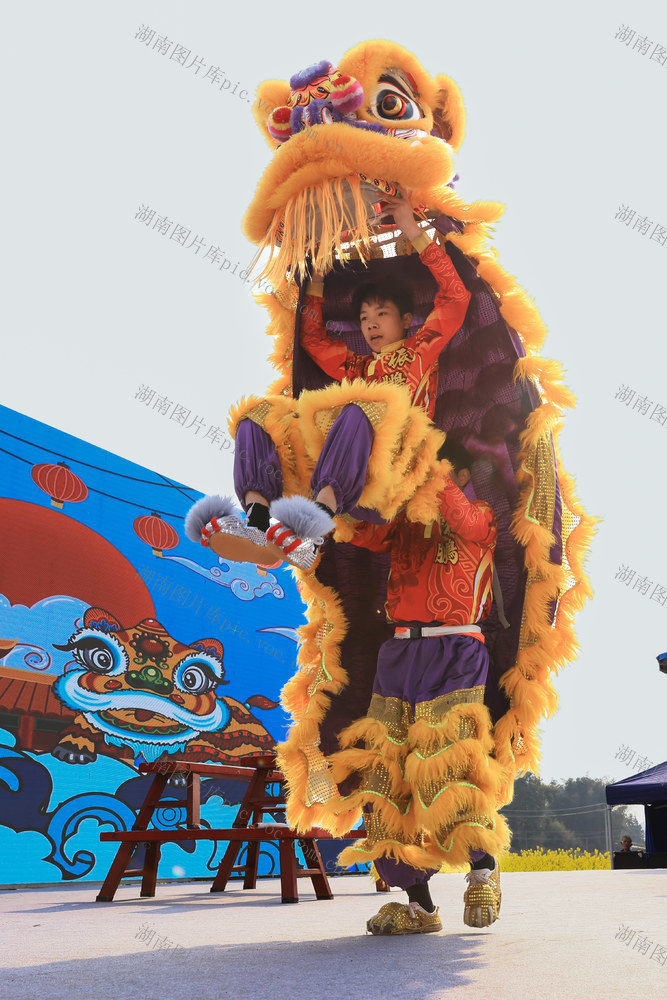油菜花节 非遗  民俗  舞狮