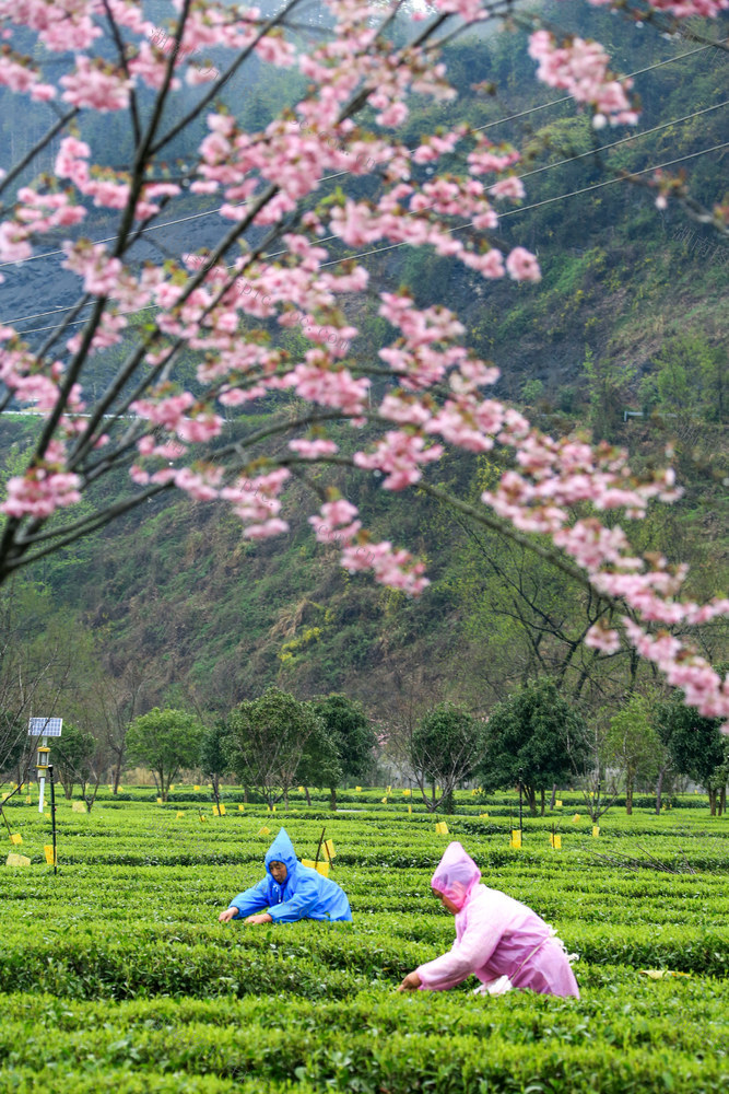 湖南，龙山，春茶，采摘，茶农，市场，增收