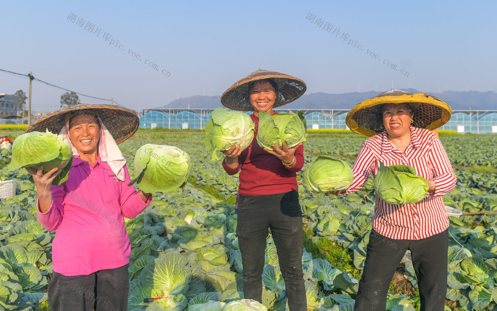湖南道县：蔬菜俏销大湾区
