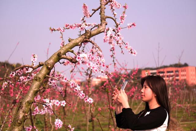 桃花盛开