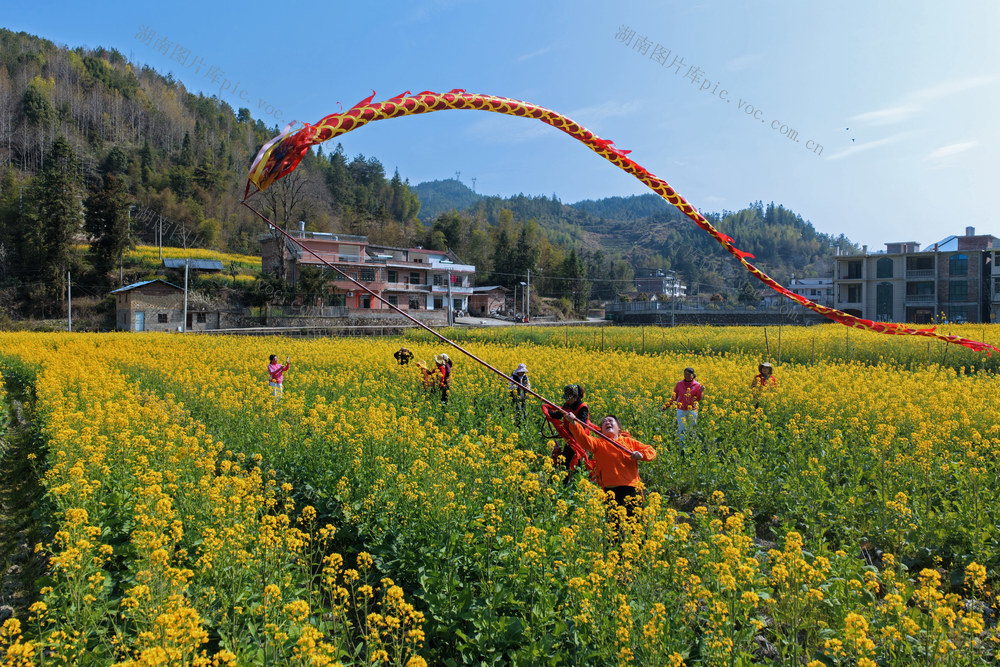 湖南桂东 花海 舞龙 油菜基地 画