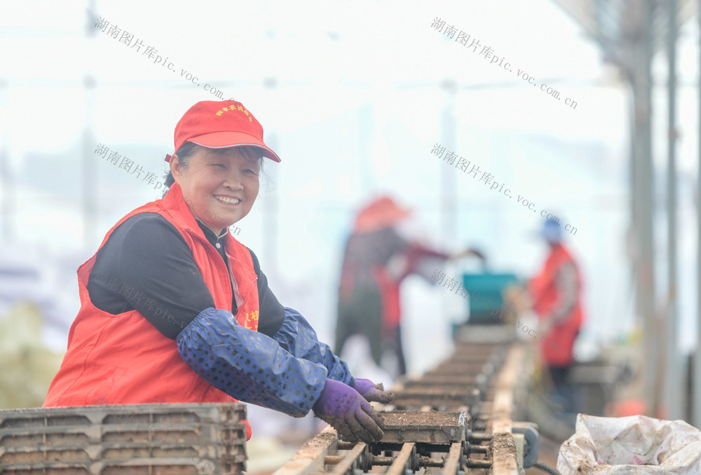 湖南道县：早稻机械育秧忙