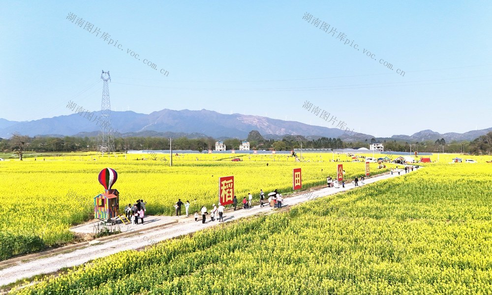  发展油菜产业  促进农民增收