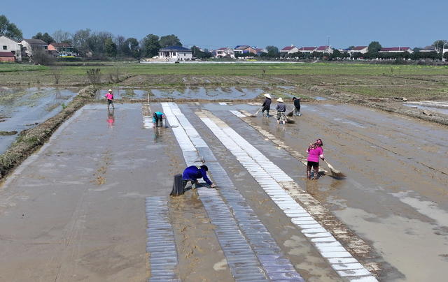 种粮囗大户囗育秧囗忙