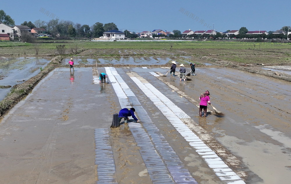 种粮囗大户囗育秧囗忙