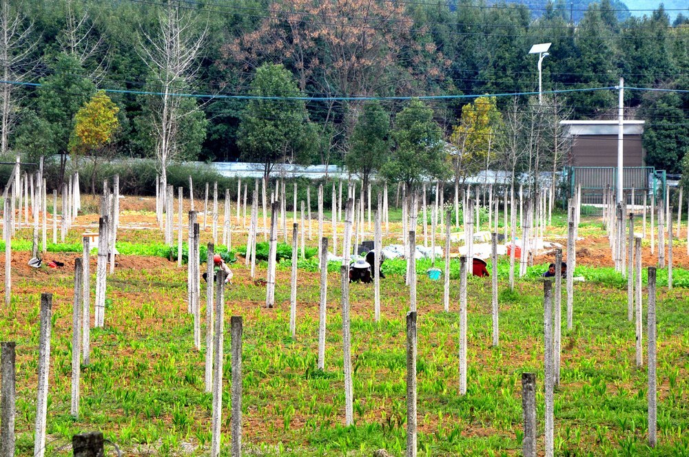 白芨  窑市 增收