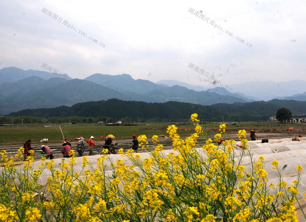 翻耕 播种 村民