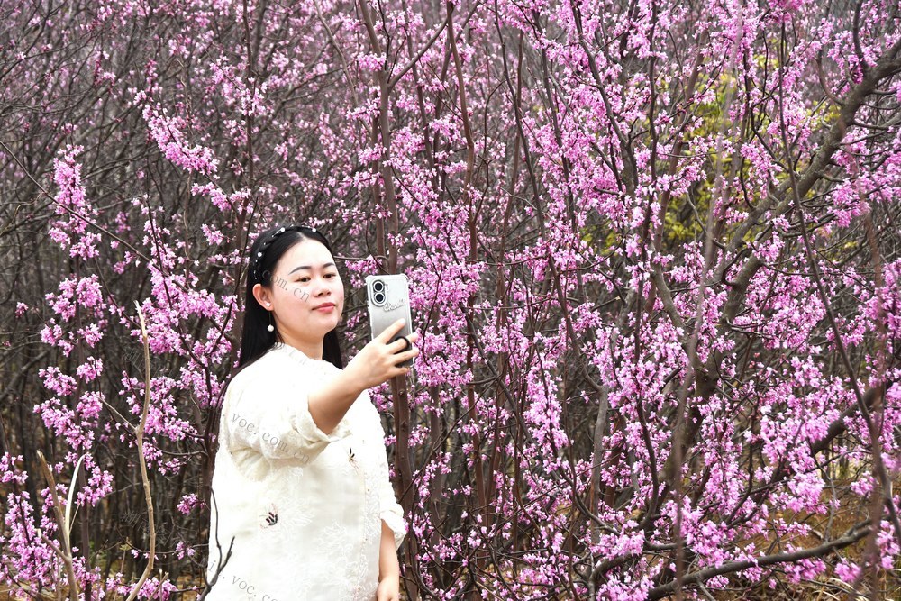  紫荆花开  乐享春光