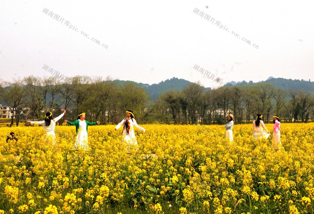 油菜花 游客 打卡