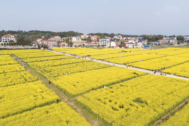 乡村 油菜花 文旅