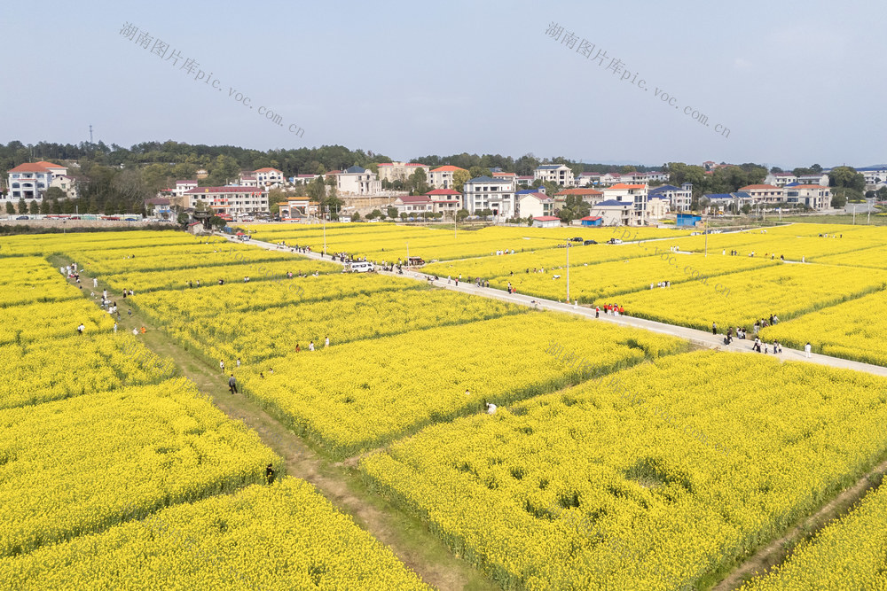 乡村 油菜花 文旅
