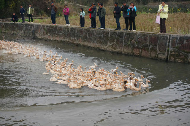永顺 凤头鸭产业