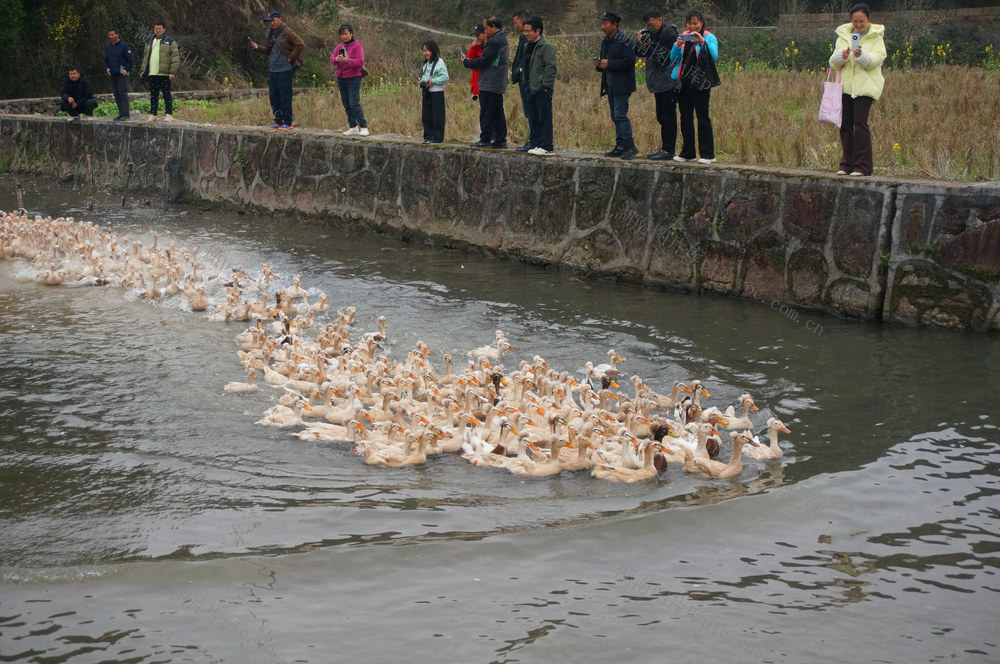 永顺 凤头鸭产业