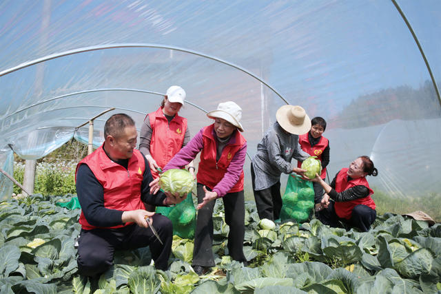 湖南桂东 红 绿 志愿者 助农促振兴 高山包菜