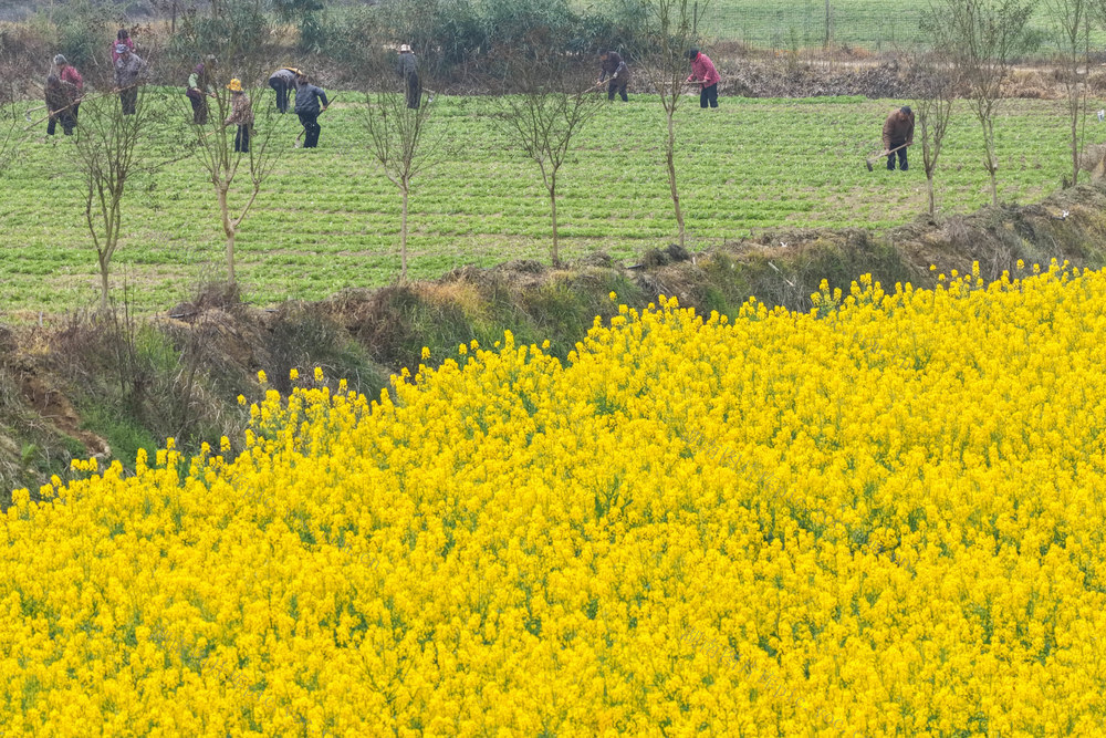 百合 油菜花 锄土 松土 除草 乡村振兴