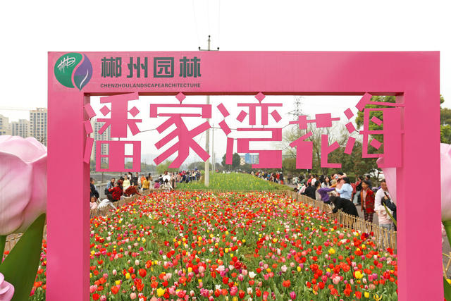 春日 郁金香 花香 踏青赏景