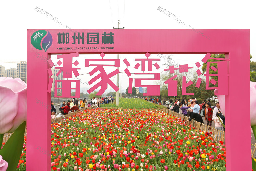 春日 郁金香 花香 踏青赏景