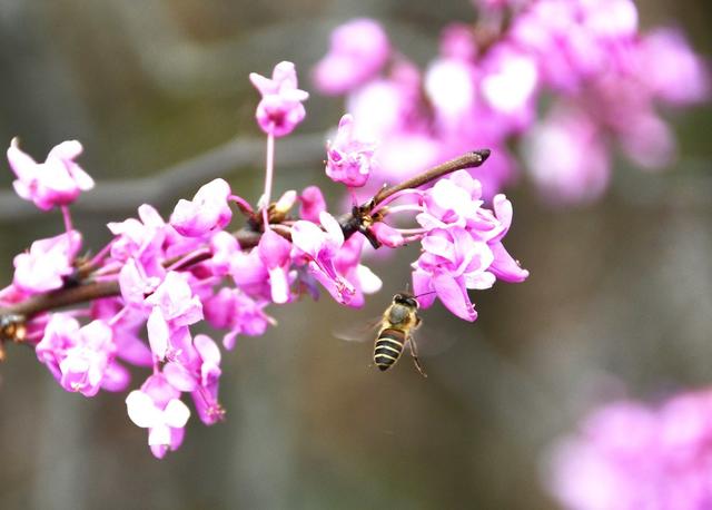 紫荆花开春意闹