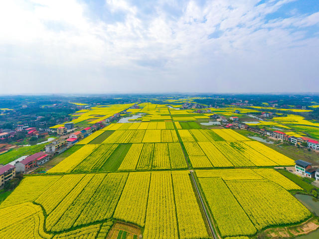 春天 油菜花 田园