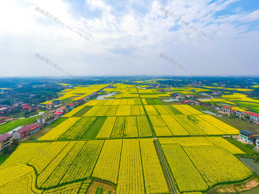春天 油菜花 田园