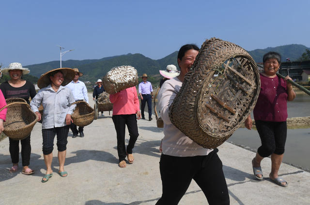 保和村 种植 莲藕  养殖 荷花鱼 就业 产业扶贫基地
