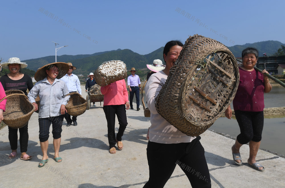保和村 种植 莲藕  养殖 荷花鱼 就业 产业扶贫基地