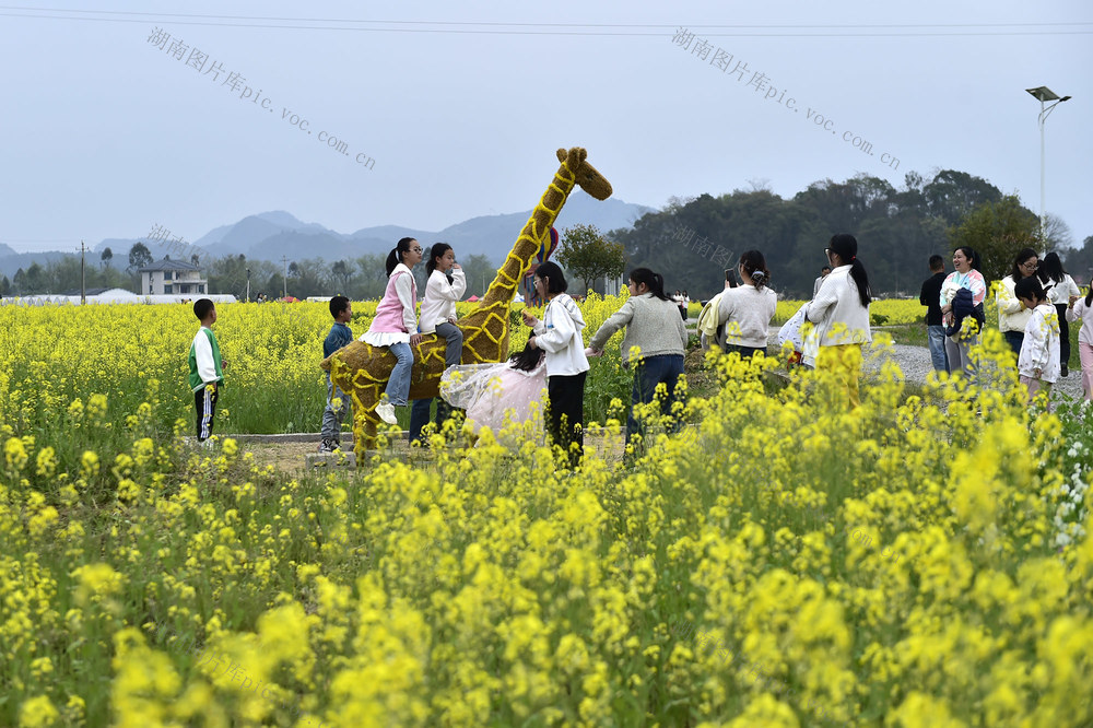 江永县  花经济 旅游 乡村振兴