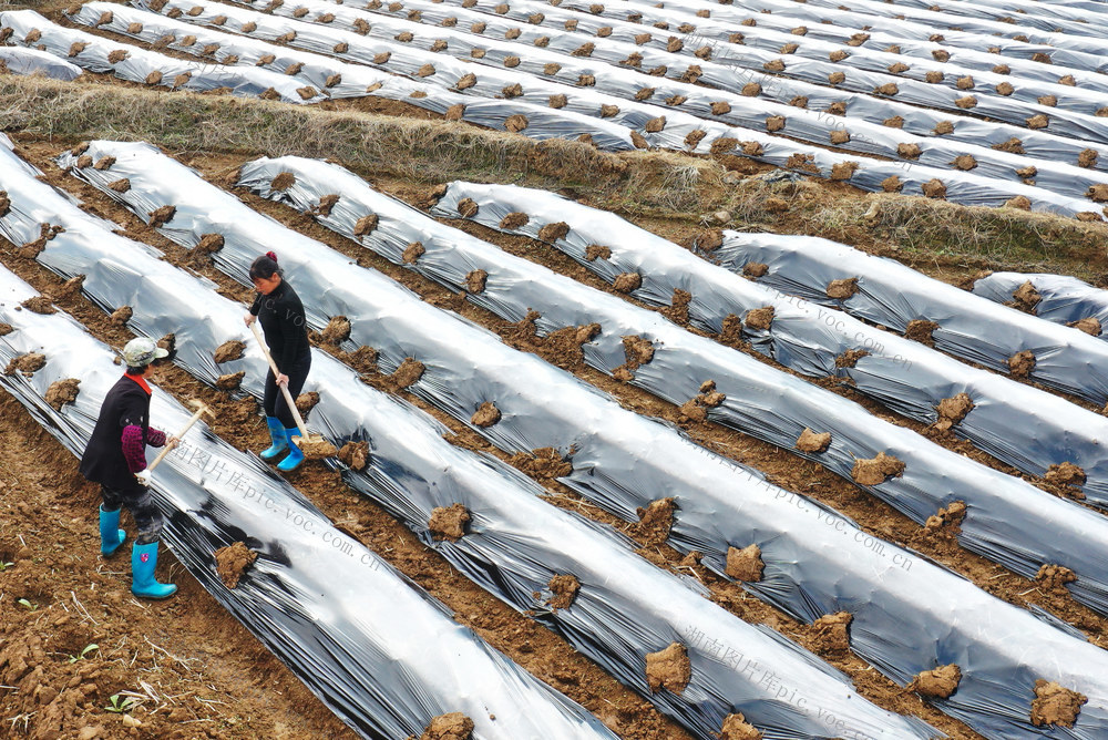 蓝山：春耕备耕农事忙