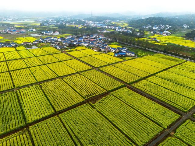 油菜花，洞阳镇南园村