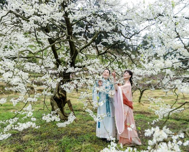 春日 果园 李花 盛开 游人 踏青 观花  乐享 美好 时光