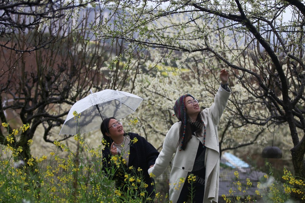 怀化 春雨绵绵看李花
