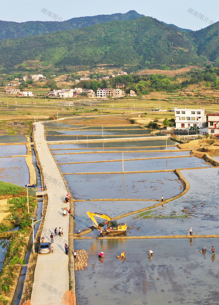 保和村 莲藕 莲鱼共生 
 产业扶贫 荷花鱼