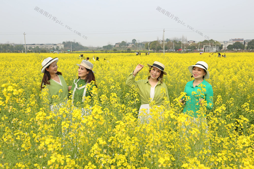 春日  油菜花 花海 花语