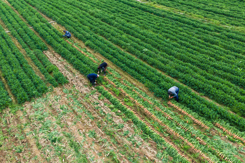 农业 产业 胡萝卜 蔬菜 乡村振兴