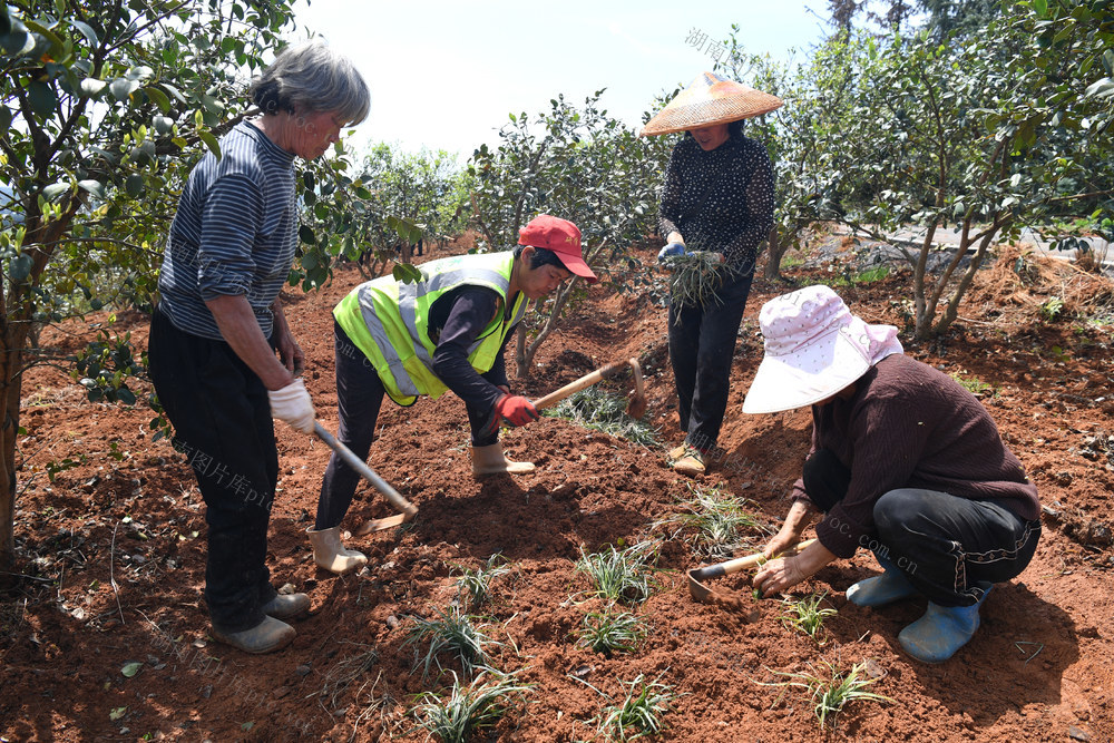 邵阳县 油茶 黑木耳 农民增收 多元创收
