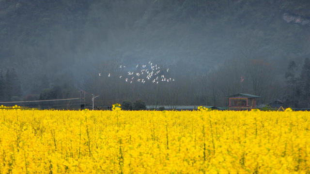 油菜 花海 白鹭 展翅 翱翔 春天